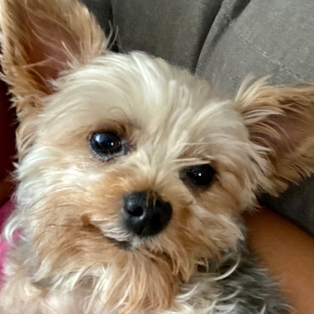 Meet your Posher, Zenia